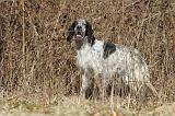 SETTER ANGLAIS 047
